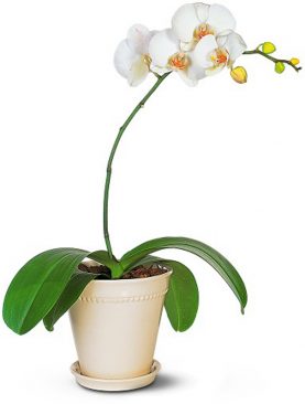 White Orchid Phalaenopsis
